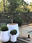 Tall Rounds - QuarterLite